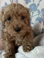 Annie’s Fushia Girl, a female Poodle - Miniature  for sale in Gadsden, AL – Photo 4 of 4