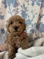 Annie’s Fushia Girl, a female Poodle - Miniature  for sale in Gadsden, AL – Photo 3 of 4