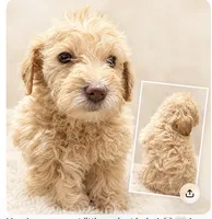 Darla , a female Schnoodle for sale in Jefferson, GA – 1 of 1
