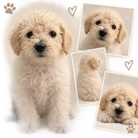 Spanky , a male Schnoodle for sale in Jefferson, GA – 1 of 1