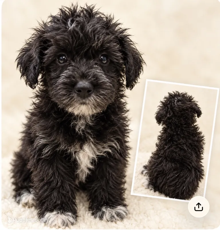 Alfalfa  – Schnoodle puppy on hold in Jefferson, GA