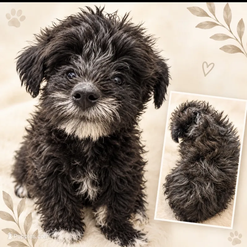 Peewee  – Schnoodle puppy for sale in Jefferson, GA