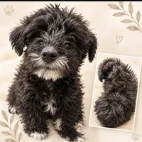 Peewee , a male Schnoodle for sale in Jefferson, GA – 1 of 1