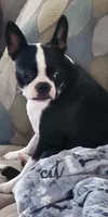 Gunner, a male Boston Terrier for sale in Mitchell, IN – Photo 7 of 8