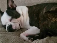 Gunner, a male Boston Terrier for sale in Mitchell, IN – Photo 8 of 8