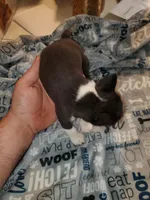 Gunner, a male Boston Terrier for sale in Mitchell, IN – Photo 6 of 8