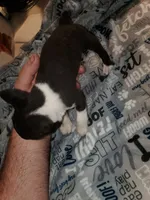 Gunner, a male Boston Terrier for sale in Mitchell, IN – Photo 5 of 8