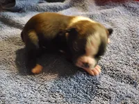 Gunner, a male Boston Terrier for sale in Mitchell, IN – Photo 1 of 8