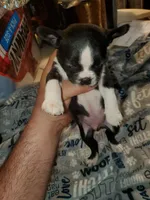 Gunner, a male Boston Terrier for sale in Mitchell, IN – Photo 2 of 8