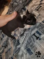 Gunner, a male Boston Terrier for sale in Mitchell, IN – Photo 3 of 8