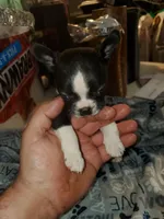 Gunner, a male Boston Terrier for sale in Mitchell, IN – Photo 4 of 8