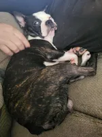 Rose, a female Boston Terrier for sale in Mitchell, IN – Photo 9 of 9