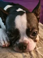 Rose, a female Boston Terrier for sale in Mitchell, IN – Photo 8 of 9