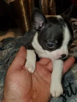 Rose, a female Boston Terrier for sale in Mitchell, IN – Photo 2 of 9
