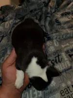 Rose, a female Boston Terrier for sale in Mitchell, IN – Photo 5 of 9