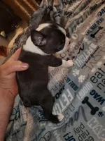 Rose, a female Boston Terrier for sale in Mitchell, IN – Photo 4 of 9