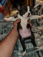 Rose, a female Boston Terrier for sale in Mitchell, IN – Photo 6 of 9