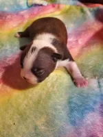 Rose, a female Boston Terrier for sale in Mitchell, IN – Photo 3 of 9