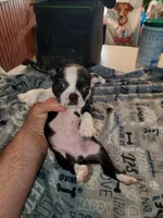 Dolly, a female Boston Terrier for sale in Mitchell, IN – Photo 4 of 9