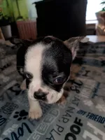 Dolly, a female Boston Terrier for sale in Mitchell, IN – Photo 3 of 9