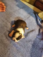 Dolly, a female Boston Terrier for sale in Mitchell, IN – Photo 2 of 9