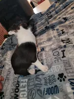 Dolly, a female Boston Terrier for sale in Mitchell, IN – Photo 7 of 9