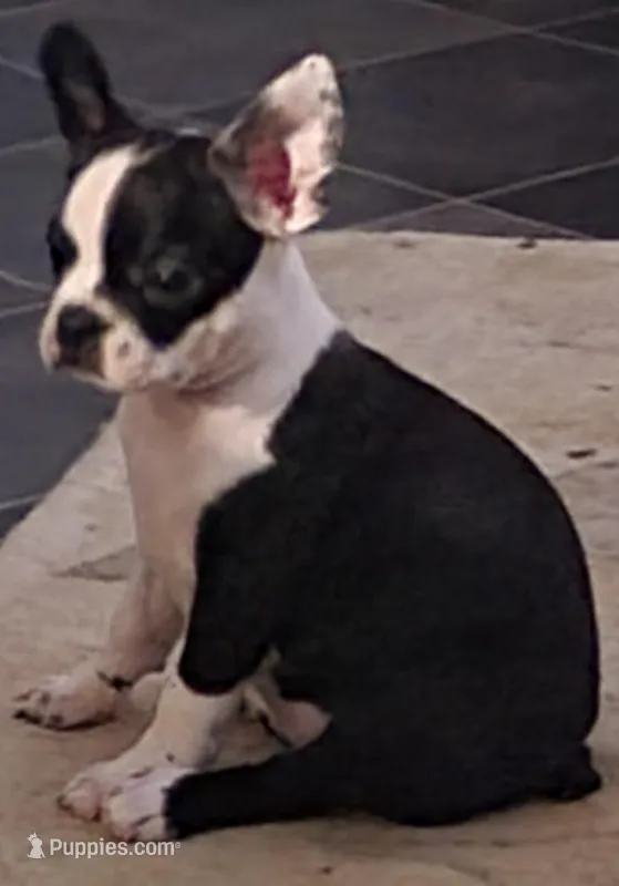 Dolly, a female Boston Terrier for sale in Mitchell, IN – Photo 1 of 9