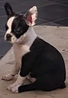 Dolly, a female Boston Terrier for sale in Mitchell, IN – Photo 1 of 9