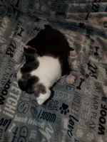 Dolly, a female Boston Terrier for sale in Mitchell, IN – Photo 6 of 9