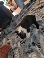 Dolly, a female Boston Terrier for sale in Mitchell, IN – Photo 5 of 9