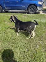 puppy, a male American Pit Bull Terrier for sale in Kissimmee, FL – Photo 2 of 4