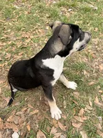 puppy, a male American Pit Bull Terrier for sale in Kissimmee, FL – Photo 4 of 4