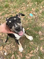 puppy, a male American Pit Bull Terrier for sale in Kissimmee, FL – Photo 1 of 4