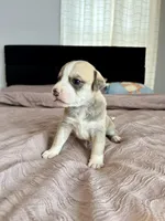 Puppy, a female American Pit Bull Terrier for sale in Kissimmee, FL – Photo 2 of 2