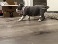 processed/1479c5e9-f7de-4b83-8894-1213bacf2179/listing/12e5ba7b-9270-4269-82c2-5b3537d5c4da/02c2bc42-6b68-46cc-9020-23f573466938