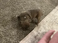 processed/1479c5e9-f7de-4b83-8894-1213bacf2179/listing/79329ab3-68d8-4a6f-93b2-d6d9d5a81396/8510d626-1778-4bde-b6d1-11e873399b13