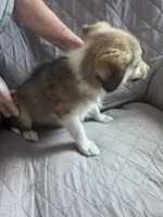 sadie, a female Shetland Sheepdog for sale in Geneseo, IL – 2 of 2