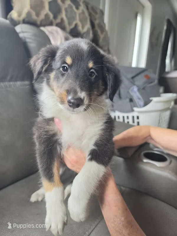 lilly – Shetland Sheepdog puppy for sale in Geneseo, IL
