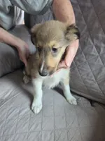 sadie, a female Shetland Sheepdog for sale in Geneseo, IL – 1 of 2