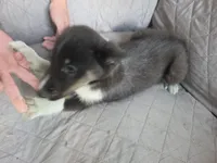 Night, a female Shetland Sheepdog for sale in Geneseo, IL – 2 of 2