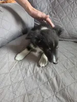 Night, a female Shetland Sheepdog for sale in Geneseo, IL – 1 of 2