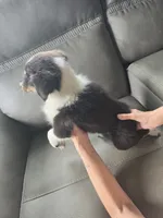 lilly, a female Shetland Sheepdog for sale in Geneseo, IL – 2 of 2