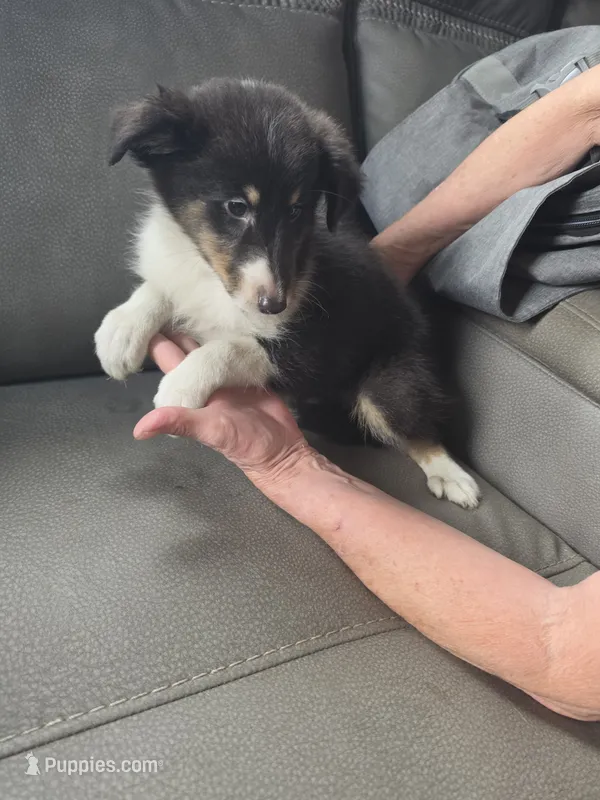 Jade – Shetland Sheepdog puppy for sale in Geneseo, IL