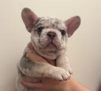 Lilo, a female French Bulldog for sale in Chippewa Falls, WI – Photo 2 of 4