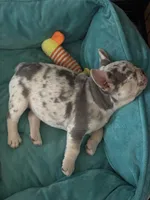 Lilo, a female French Bulldog for sale in Chippewa Falls, WI – Photo 3 of 4