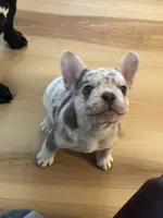 Lilo, a female French Bulldog for sale in Chippewa Falls, WI – Photo 4 of 4