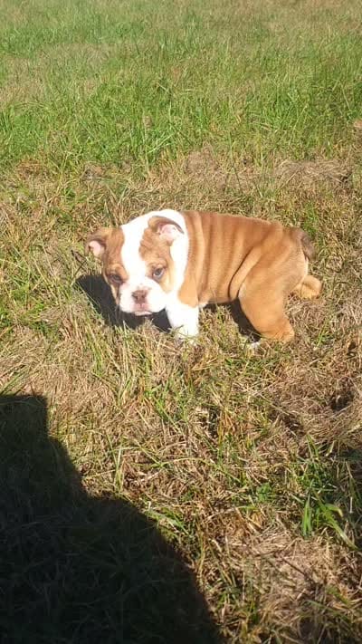 Cinnamon, a female English Bulldog for sale in Moores Hill, IN – 2 of 2