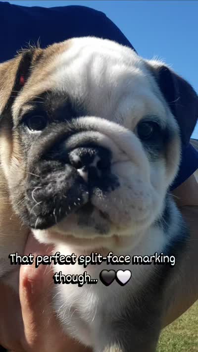Pirate Pete, a male English Bulldog for sale in Moores Hill, IN – 2 of 2