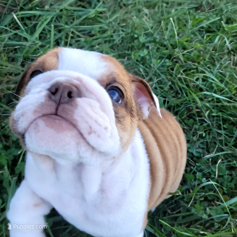 Cinnamon – English Bulldog puppy for sale in Moores Hill, IN