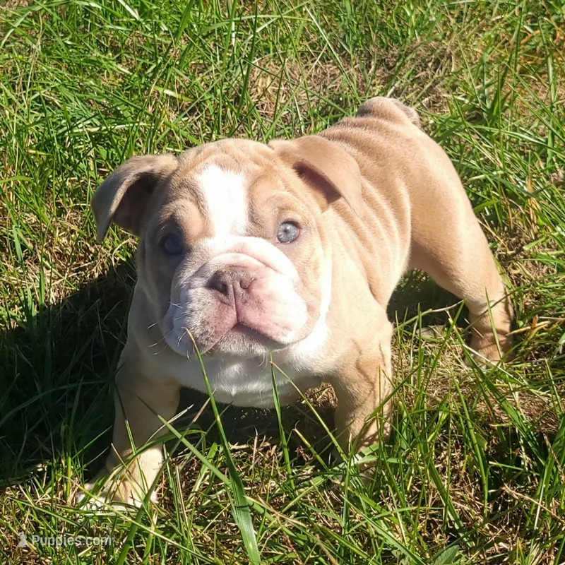 Junior (JR) – English Bulldog puppy for sale in Moores Hill, IN